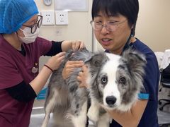 -美联众合爱康动物医院•复杂内科•肿瘤科•牙科•腔镜诊疗中心