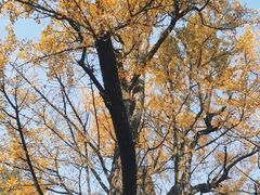 -西湖风景区十里琅珰-五云山