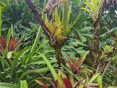 -昆明植物园