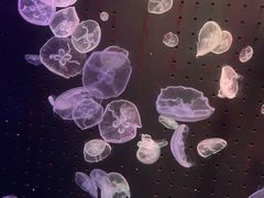 -锦艺城海洋馆