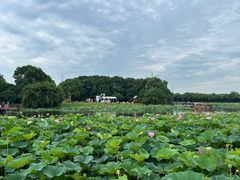 -荷塘月色湿地公园·向阳花洲