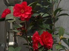 -东梓关景区村庄