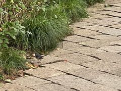 -徐家汇源景区-衡山公园