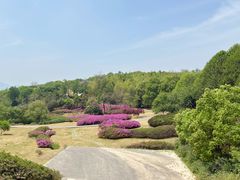 -宜兴龙背山森林公园
