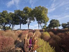 -春花秋色城市公园