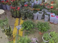 -中环花鸟鱼虫市场