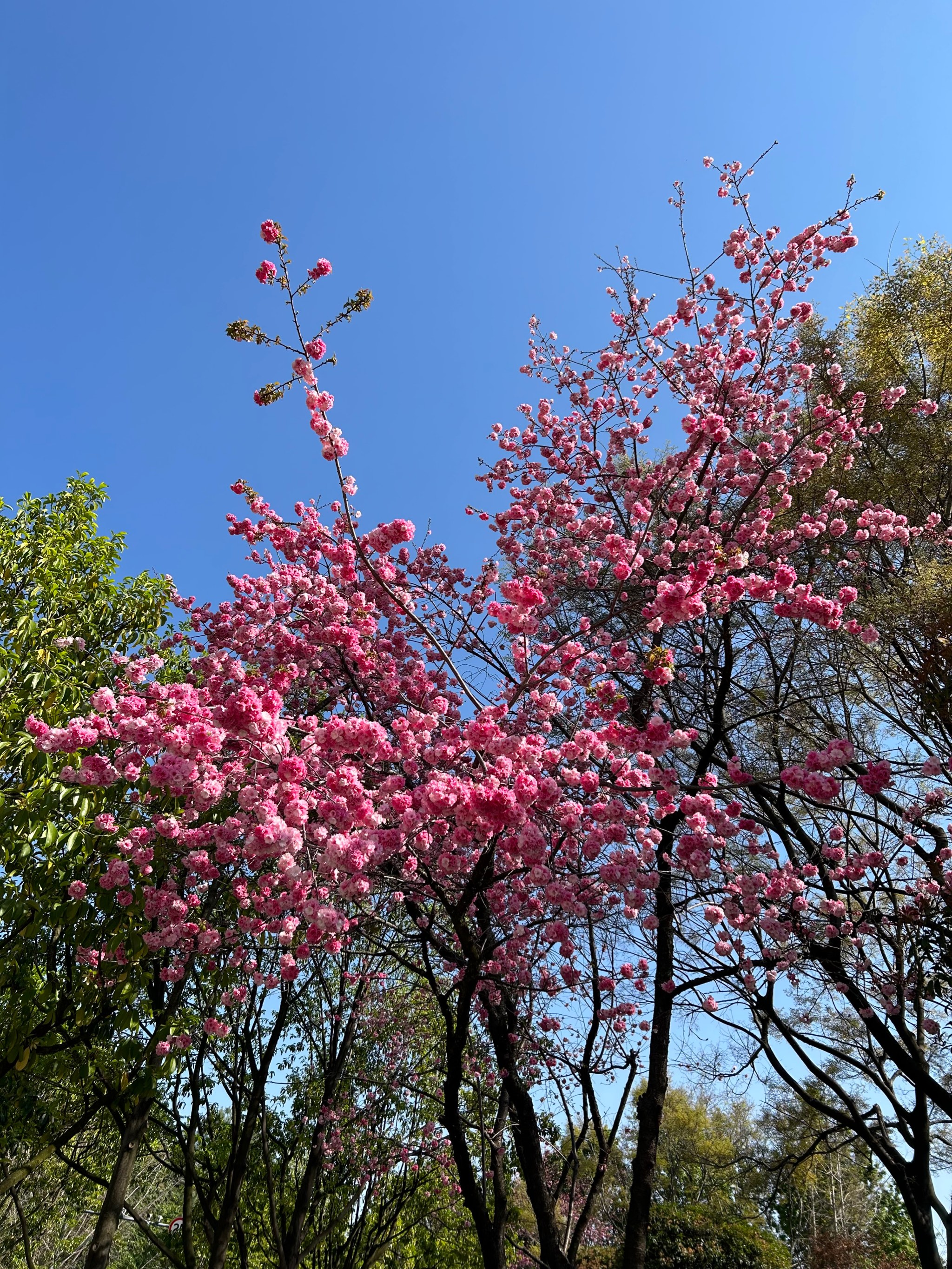 萝岗香雪公园樱花图片