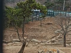 -大连森林动物园