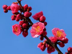 -无锡梅园公园