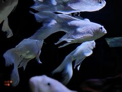 -重庆欢乐海底世界