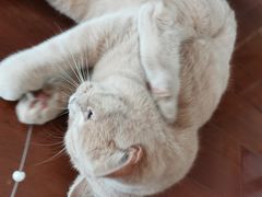 -Catmate·猫肥家润(金润铂宫店)
