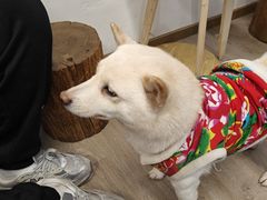 -柴迷FANS CLUB·柴犬狗咖·猫咖