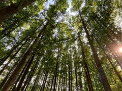 -上海共青森林公园