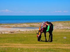 -青海湖国家重点风景名胜区