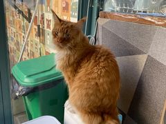 -喵屿·大理花园猫咖