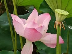 -陈家山荷花公园