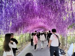 -大塘金香草谷