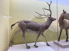 -国家自然博物馆