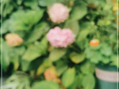-唐咖精品咖啡(大理古城手冲店)