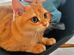 -飞行喵MR PILOT|猫舍·猫咖(静安大融城店)