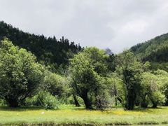-稻城亚丁景区-冲古草甸
