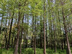 -上海长兴岛郊野公园