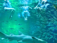 -海合安成都极地海洋公园