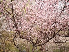 -桃花堤公园