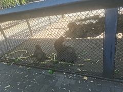 -长白岛森林公园