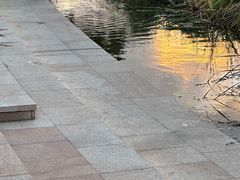 -新江湾城公园