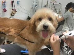 -Oh My Dog宠物沙龙(伊珊娜皮毛护理店)