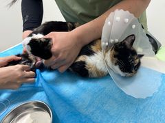 -达爱动物医院·犬猫分区·CT·复杂眼科(远洋山水分院)