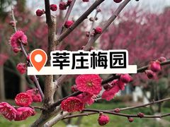 -莘庄梅园
