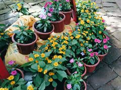 -海南热带野生动植物园