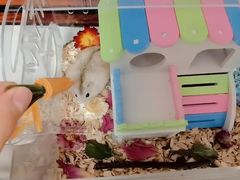 -钓仓鼠(洋桥北里小区店)