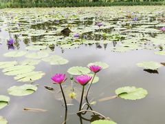 -上海长兴岛郊野公园