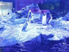 -上海海昌海洋公园