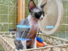 -帕帕拉兹宠物(亚洲旗舰店)