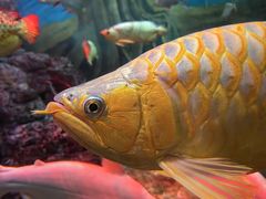 -上海海洋水族馆