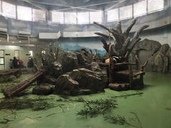 景点-成都大熊猫繁育研究基地