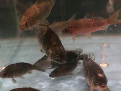 -饭怕鱼(阳光100店)