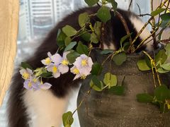 -共舞时光猫咖·狗咖(新街口店)