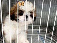 -翊宠yipet猫狗购宠庄园犬舍•猫舍