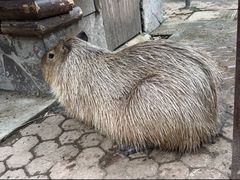 -上海野生动物园
