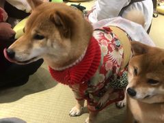 -逗柴咖啡屋·狗咖猫咖宠物桌游