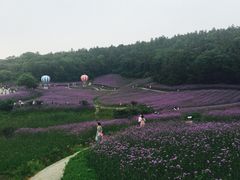 -大塘金香草谷
