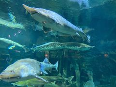 -华夏文旅海洋公园