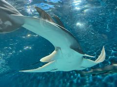 -上海海洋水族馆