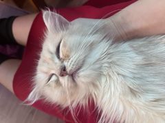 -楼上猫咖(罗湖店)