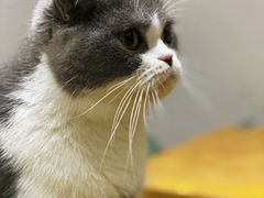 -猫色咖啡·猫咖